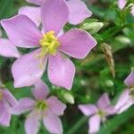 Sabatia angularis Flor