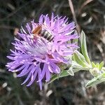 Centaurea paniculata 花