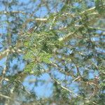 Vachellia xanthophloea Blatt