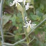 Silene arabica Hábitos