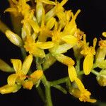 Gutierrezia microcephala Flower