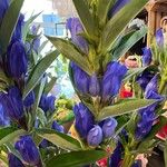 Gentiana triflora Кветка