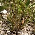 Festuca rubra Hábito