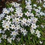 Ipheion uniflorumЦветок