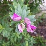 Polygala myrtifoliaBloem