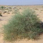 Calligonum polygonoides عادت داشتن