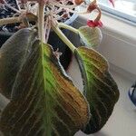 Episcia cupreata Лист