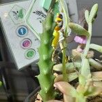 Huernia macrocarpaBlad