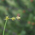 Carex echinata Floare