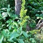 Veratrum lobelianum आदत