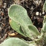 Cynoglossum creticum Leaf