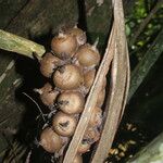 Attalea insignis Fruit