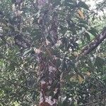 Hopea pubescens