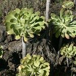 Aeonium pseudourbicum Habit