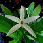 Hippobroma longiflora Flor