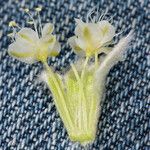 Eriogonum robustum Flor