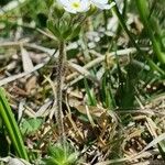 Androsace chamaejasme Habit