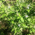 Salvia ballotiflora Habit