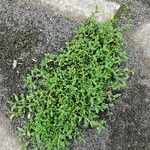 Polygonum aviculare List