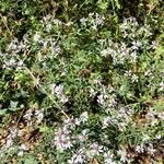 Symphyotrichum cordifolium Blad