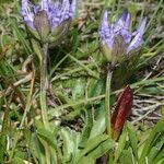 Phyteuma globulariifolium 整株植物