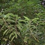 Saurauia yasicae Alkat (teljes növény)