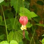 Abutilon megapotamicum Λουλούδι