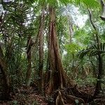 Pterocarpus officinalis Hábito