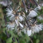 Prenanthes purpurea फूल