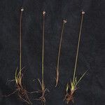 Juncus thomsonii Агульны выгляд