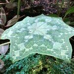 Podophyllum cv. 'Kaleidoscope' Hostoa