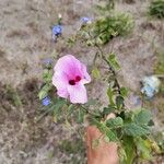 Hibiscus striatus Flower