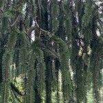 Picea breweriana Folha