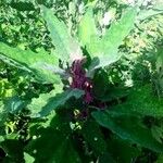 Atriplex hortensis Hoja