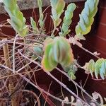 Kalanchoe marnieriana Ліст