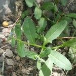 Asperugo procumbens Leaf