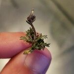 Gilia inconspicua Leaf