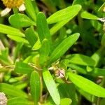 Acmella decumbens Leaf