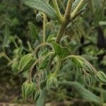 Trichodesma zeylanicum Fruit