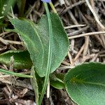 Viola pyrenaica Leaf