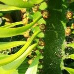 Euphorbia neriifolia Blatt