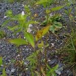 Galeopsis bifida Floare