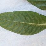 Psychotria darwiniana Levél