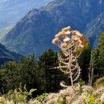 Cirsium ferox Frugt