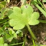 Ranunculus parviflorus Leaf