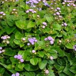 Ageratum houstonianum (Fulla)