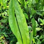 Cyclanthus bipartitus Leht