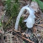 Monotropa uniflora Folla