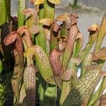 Sarracenia minor पत्ता