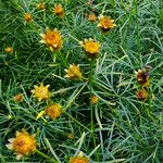 Coreopsis verticillata Fruto